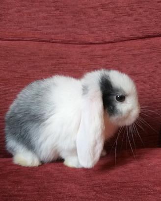 Conigli Cuccioli disponibili minilop x ariete nano