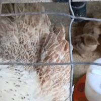 Pulcini Brahma e Moroseta .e molto altro