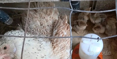 Pulcini Brahma e Moroseta .e molto altro