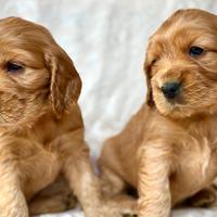 Meravigliosi cuccioli cocker