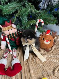 Pomerania spitz nano tedesco alta genealogia