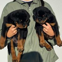 Rottweiler cuccioli