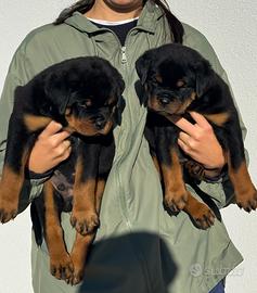 Rottweiler cuccioli