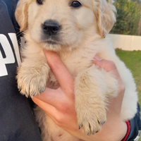 Cuccioli Golden Retriver