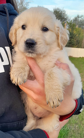 Cuccioli Golden Retriver