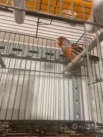 Canarino Agata Mosaico Rosso