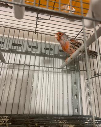 Canarino Agata Mosaico Rosso