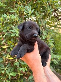 Cuccioli di cani