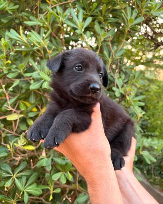 Cuccioli di cani