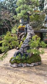 ishizuki ginepri itoigawa 