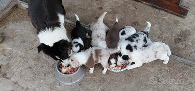 Cuccioli border collie
