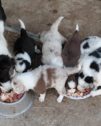 Cuccioli border collie
