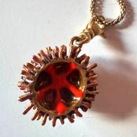 Riccio Aculei grande ISOLA BELLA