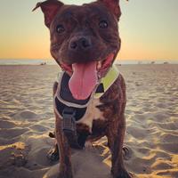 Staffordshire bull terrier per monta