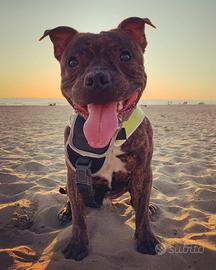Staffordshire bull terrier per monta