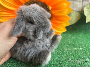 Coniglio nano minilop blu seal marten