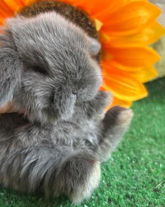 Coniglio nano minilop blu seal marten