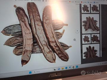 Carrubi pasto per cavalli giovani