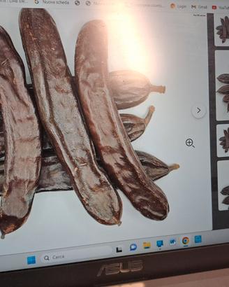 Carrubi pasto per cavalli giovani