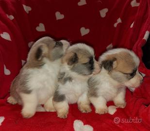 Welsh Corgi Pembroke cuccioli