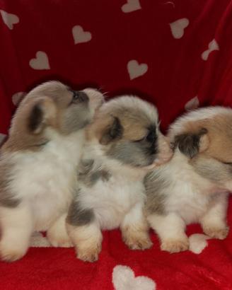 Welsh Corgi Pembroke cuccioli