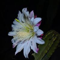 Cactus Cereus Peruvianus succulenta fiori bianchi