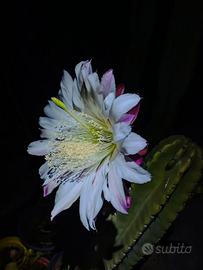 Cactus Cereus Peruvianus succulenta fiori bianchi