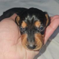 Bassotto toy nano kaninchen