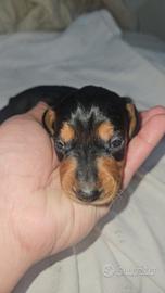 Bassotto toy nano kaninchen