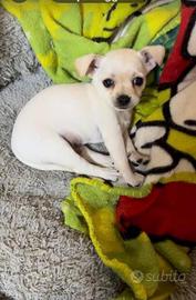 Chihuahua toy
