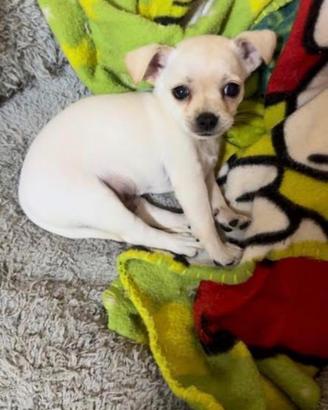 Chihuahua toy
