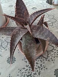 aloe particolare 