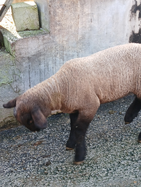 Agnelli suffolk maschio e femmina puri