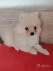 Spitz tedesco volpino nano