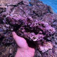 Rocce vive per acquario marino mature oltre 40kg