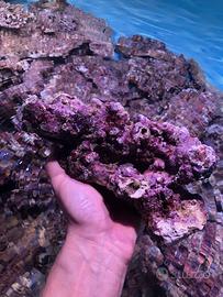Rocce vive per acquario marino mature oltre 40kg
