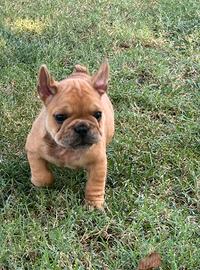 Bulldog francese