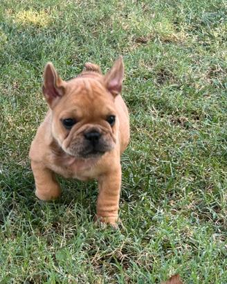 Bulldog francese