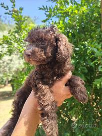Cuccioli barboncino
