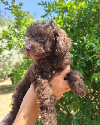 Cuccioli barboncino