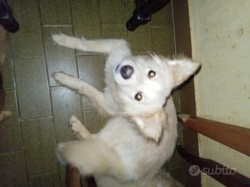 Cagnolina