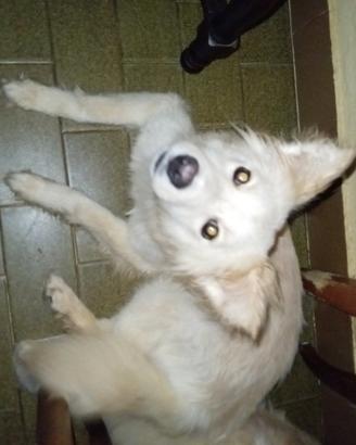 Cagnolina
