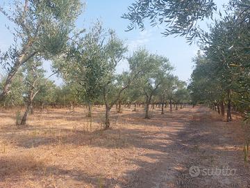 Terreno agricolo oliveto