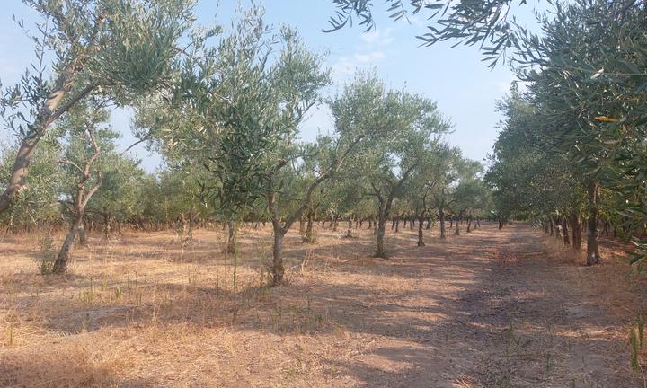 Terreno agricolo oliveto