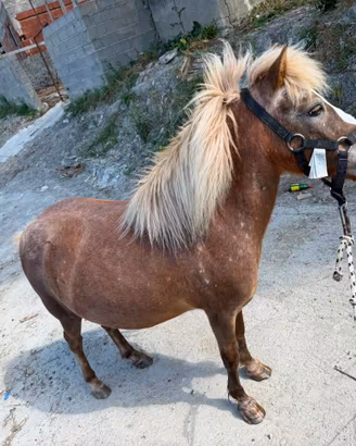 Pony femmina
