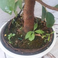 Prebonsai