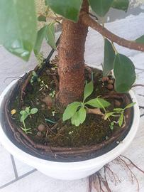 Prebonsai