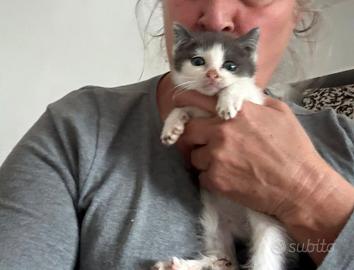 Paolina gattina 2 mesi