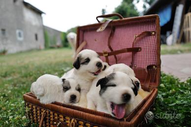 Cuccioli Montagna dei Pirenei