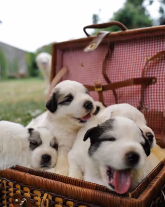 Cuccioli Montagna dei Pirenei